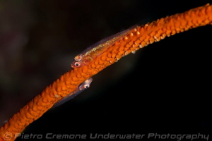 Double goby by Pietro Cremone 